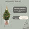 Fresh from Nature - Kleine Kerstboom in Kerstmis pot met verlichting 'Pinecone light' - echte kerstboom - ca. 70 cm hoogte - Picea glauca Conica - Kerstmis