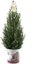 Fresh from Nature - Kleine Kerstboom in Kerstmis pot met verlichting 'Starlight' - echte kerstboom - ca. 70 cm hoogte - Picea glauca Conica - Kerstmis