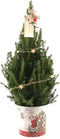 Fresh from Nature - Kleine Kerstboom in Kerstmis pot met verlichting 'Starlight' - echte kerstboom - ca. 70 cm hoogte - Picea glauca Conica - Kerstmis