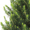 Fresh from Nature - Kleine Kerstboom in Kerstmis pot met verlichting 'Pinecone light' - echte kerstboom - ca. 70 cm hoogte - Picea glauca Conica - Kerstmis