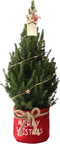 Fresh from Nature - Kleine Kerstboom in Kerstmis pot met verlichting 'Pinecone light' - echte kerstboom - ca. 70 cm hoogte - Picea glauca Conica - Kerstmis