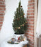 Fresh from Nature - Kleine Kerstboom in Kerstmis pot met verlichting 'Starlight' - echte kerstboom - ca. 70 cm hoogte - Picea glauca Conica - Kerstmis