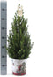 Fresh from Nature - Kleine Kerstboom in Kerstmis pot met verlichting 'Starlight' - echte kerstboom - ca. 70 cm hoogte - Picea glauca Conica - Kerstmis