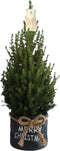 Fresh from Nature - Kleine Kerstboom in Xmas Bag blauw - echte Kerstboom - ca. 70 cm hoogte - Picea glauca Conica - Kerstmis