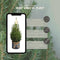 Fresh from Nature - Kleine Kerstboom in Xmas Bag blauw - echte Kerstboom - ca. 70 cm hoogte - Picea glauca Conica - Kerstmis