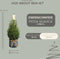 Fresh from Nature - Kleine Kerstboom in Xmas Bag blauw - echte Kerstboom - ca. 70 cm hoogte - Picea glauca Conica - Kerstmis