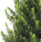 Fresh from Nature - Kleine Kerstboom in Xmas Bag blauw - echte Kerstboom - ca. 70 cm hoogte - Picea glauca Conica - Kerstmis