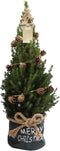 Fresh from Nature - Kleine Kerstboom in Xmas Bag blauw - echte Kerstboom - ca. 70 cm hoogte - Picea glauca Conica - Kerstmis
