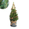 Fresh from Nature - Kleine Kerstboom in Xmas bag blauw met verlichting 'Starlight' - echte kerstboom - ca. 70 cm hoogte - Picea glauca Conica - Kerstmis