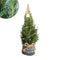 Fresh from Nature - Kleine Kerstboom in Xmas bag blauw met verlichting 'Starlight' - echte kerstboom - ca. 70 cm hoogte - Picea glauca Conica - Kerstmis