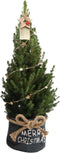 Fresh from Nature - Kleine Kerstboom in Xmas bag blauw met verlichting 'Starlight' - echte kerstboom - ca. 70 cm hoogte - Picea glauca Conica - Kerstmis