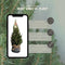 Fresh from Nature - Kleine Kerstboom in Xmas bag blauw met verlichting 'Starlight' - echte kerstboom - ca. 70 cm hoogte - Picea glauca Conica - Kerstmis