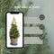Fresh from Nature - Kleine Kerstboom in Xmas bag blauw met verlichting 'Starlight' - echte kerstboom - ca. 70 cm hoogte - Picea glauca Conica - Kerstmis