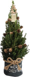Fresh from Nature - Kleine Kerstboom in Xmas bag blauw met verlichting 'Starlight' - echte kerstboom - ca. 70 cm hoogte - Picea glauca Conica - Kerstmis