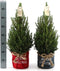 Fresh from Nature - Kleine Kerstboom in Xmas bag blauw met verlichting 'Starlight' - echte kerstboom - ca. 70 cm hoogte - Picea glauca Conica - Kerstmis