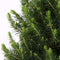 Fresh from Nature - Kleine Kerstboom in Xmas Bag Rood - echte kerstboom - ca. 70 cm hoogte - Picea glauca Conica - Kerstmis