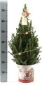 Fresh from Nature - Kleine Kerstboom in Xmas Bag Rood - echte kerstboom - ca. 70 cm hoogte - Picea glauca Conica - Kerstmis