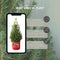 Fresh from Nature - Kleine Kerstboom in Xmas Bag Rood - echte kerstboom - ca. 70 cm hoogte - Picea glauca Conica - Kerstmis