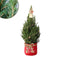 Fresh from Nature - Kleine Kerstboom in Xmas bag rood met verlichting 'Starlight' - echte kerstboom - ca. 70 cm hoogte - Picea glauca Conica - Kerstmis
