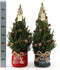 Fresh from Nature - Kleine Kerstboom in Xmas bag rood met verlichting 'Starlight' - echte kerstboom - ca. 70 cm hoogte - Picea glauca Conica - Kerstmis