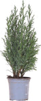 Fresh from Nature - Kleine Kerstboom in Xmas bag rood met verlichting 'Pinecone light' - echte kerstboom - ca. 70 cm hoogte - Picea glauca Conica - Kerstmis