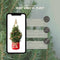 Fresh from Nature - Kleine Kerstboom in Xmas bag rood met verlichting 'Pinecone light' - echte kerstboom - ca. 70 cm hoogte - Picea glauca Conica - Kerstmis