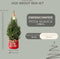Fresh from Nature - Kleine Kerstboom in Xmas bag rood met verlichting 'Starlight' - echte kerstboom - ca. 70 cm hoogte - Picea glauca Conica - Kerstmis
