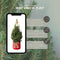 Fresh from Nature - Kleine Kerstboom in Xmas bag rood met verlichting 'Starlight' - echte kerstboom - ca. 70 cm hoogte - Picea glauca Conica - Kerstmis