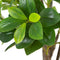 Decoratieve plant Groen PVC 145 cm Peperomia