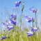 Frisse Scottish Bluebell (Hyacint)| Mini tumbler | 100% natuurlijke soja was en etherische olien | >20 uur genieten | Handgemaakt op Skye in Schotland