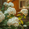 Plant in a Box - Hydrangea paniculata 'Bobo' - Set van 2 - Verkleurende pluimhortensia winterhard - Pot 19cm - Hoogte 25-40cm