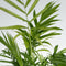 Plant in a Box - Budget mix van 4 luchtzuiverende kamerplanten - Musa - Chamadorea - Syngonium - Coffea - Pot 12cm - Hoogte 25-40cm