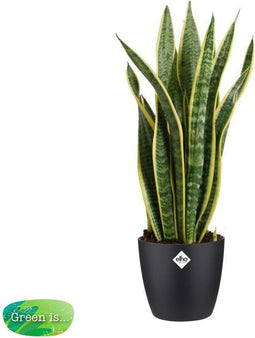 Sansevieria Trifasciata Laurentii met Elho brussels Black - 60 cm, Ø 17 cm