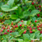 Fruit Zaden Pakket - 13 Soorten - Fruit Zaden - Fruitplanten - Moestuinzaden - Watermeloen Zaden - Muismeloen - Aardbeien Zaadjes - Komkommer Zaden - Rabarber Zaden - Fruitplanten Mix Set - Organifer