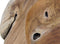 Fruitschaal medium (Behandeld met Bijenwas)- ø28-35x10 - Naturel - Teak