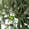 Plant in a Box - Olea Europaea - Winterharde olijfboom op stam - Pot 19cm - Hoogte 80-90cm
