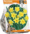Narcissus Trumpet Rijnveld's Early Sensation (Sp) per 3