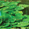 Customize it - Tuinschilderij wilde vijver 70x50cm