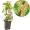 Ribes rubrum Witte bes