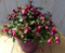 Fuchsia in grote pot donker roze varianten