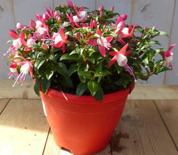Fuchsia in grote pot licht roze varianten