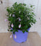 Fuchsia in grote pot licht roze varianten