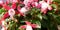 Fuchsia in grote pot licht roze varianten