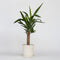 Plant in a Box - Palmlelie - Yucca elephantipes - Hoogte 50-60cm - Pot 14cm - Groenblijvende plant