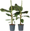 Plant in a Box - Musa Cavendish - Set van 2 kamerplanten - Dwarf Cavendish - Pot 21cm - Hoogte 90-100cm