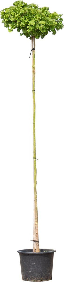 Japanse notenboom op stam 200 cm stamhoogte | Ginkgo biloba 'Mariken' 6-10 cm 200 cm| Bomenbezorgd.nl