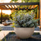 Plant in a Box - Eucalyptus pulverulenta 'Baby Blue' - Eucalyptusstruik - Tuinplant - Pot 19cm - Hoogte 40-45cm
