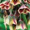 JUB - Allium nectaroscordum siculum
