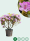 Rhododendron Catawbiense grandiflorum XXL | Rhododendron 'Catawbiense grandiflorum' XXL | Bomenbezorgd.nl