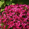 Rhodoxis 'Fairytale' - Rapsterretje, Sterretjesgras - Pot Ø 17 cm (2 liter)